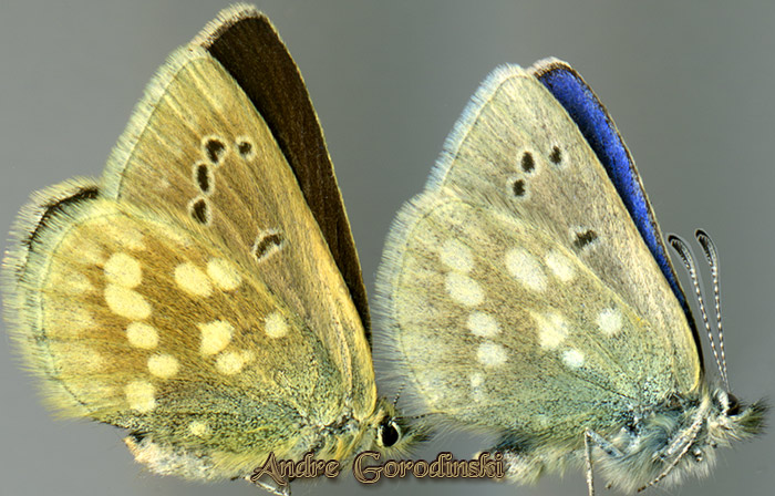 http://www.gorodinski.ru/lycaenidae/Albulina tibetana.jpg